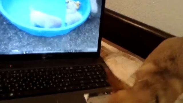 Наша чихуашка в замешательстве смотреть онлайн