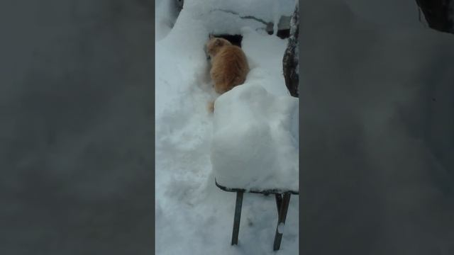 Рыжий дворовой кот гоняет домашнего кота.