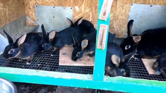 КРОЛЬЧАТА / Деревянные клетки после 3х лет эксплуатации... смотреть онлайн