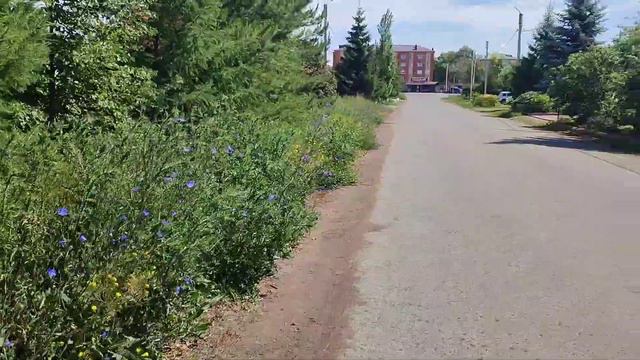 НАШЛА красивое растение☀️😎НО не знаю название⁉️ПОДСКАЖИТЕ смотреть онлайн