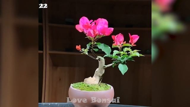 Collection of the most beautiful bougainvillea bonsai masterpiece in 2022 смотреть онлайн