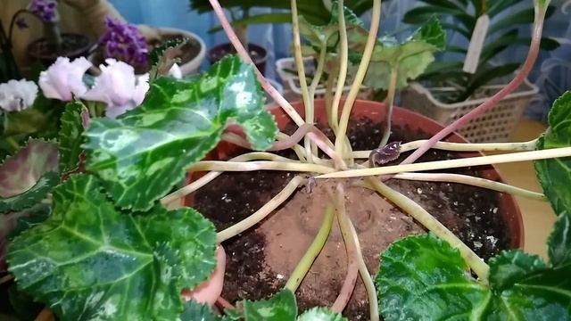 ЦИКЛАМЕНЫ-новички уже ДВА месяца у меня дома. Один месяц лечения. Как они себя чувствуют??? смотреть онлайн