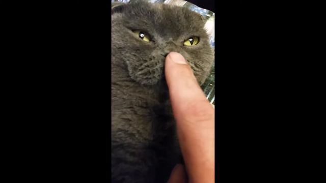 Кот откусил палец смотреть онлайн