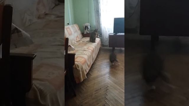 Бой кота с кошкой, коты дерутся смотреть онлайн