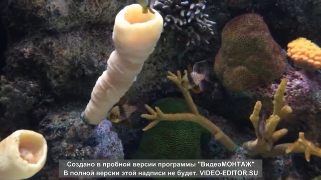 Shedd Aquarium Один день с рыбами в Чикаго