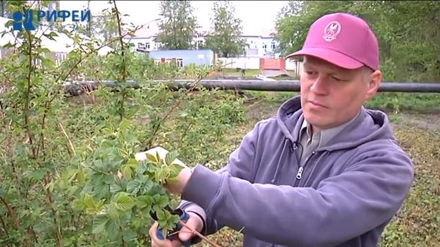 Зеленый участок. Подрезка побегов малины
