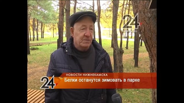 Белки в парке «СемьЯ» обзавелись потомством и готовятся к зиме смотреть онлайн