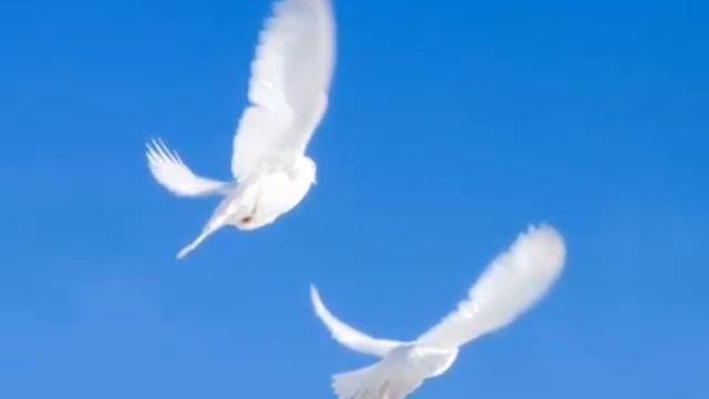 Голуби смотреть онлайн