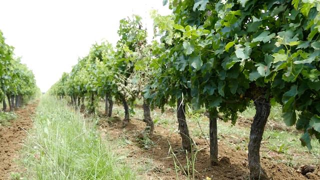 Урожай 2021. Лето. Участок N° 397 1 смотреть онлайн