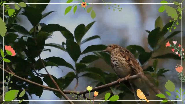 Amami Thrush facts 🦜endemic to Amami Ōshima and Kakeroma island in northern Nansei Islands of Japan смотреть онлайн