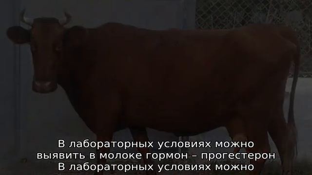 Стельная корова — это… смотреть онлайн