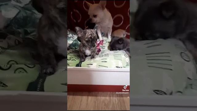 Купить щенка чихуахуа. Символ года 2022. Тигровый чихуахуа. смотреть онлайн