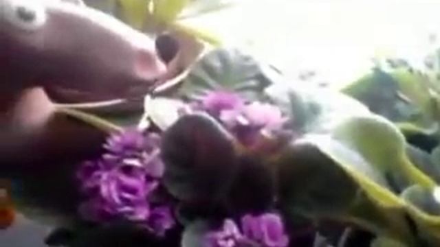 ЖИВАЯ ВОДА ТВОРИТ ЧУДЕСА смотреть онлайн