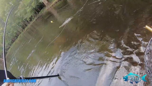 Mammoth Bowfin From the Most Aesthetic Spot - Standing on a Boulder in the Withlacoochee River смотреть онлайн