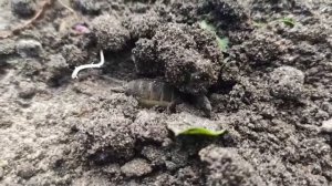 Избавиться от медведки раз и навсегда. Самое эффективное средство от медведки народными средствами.