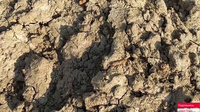 Коп по Войне/Высоты Вальтердорфского котла.Восточная Пруссия.Metal detecting ww-2. смотреть онлайн