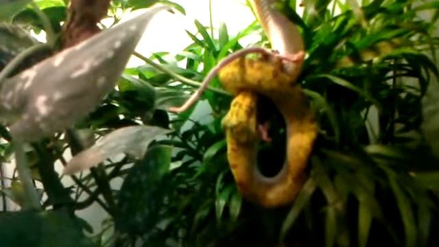 Green tree python eats hopper смотреть онлайн