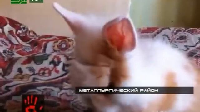 Убийство декоративного кролика смотреть онлайн