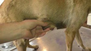 Спасение бездомных животных.Эмма барахольщица.Ветклиника в Гамбии.