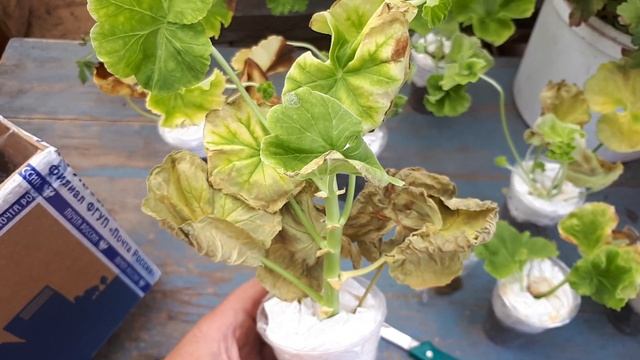 ЗОНАЛЬНЫЕ пеларгонии. Как переносят темноту во время пересылки.