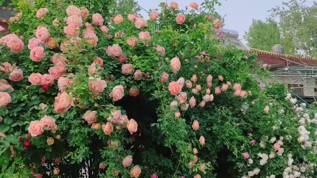 David Austin Rose Lady of Shalott in My Garden 10 Years смотреть онлайн