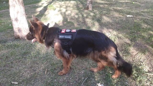 Тактическая шлейка (жилет) для немецкой овчарки