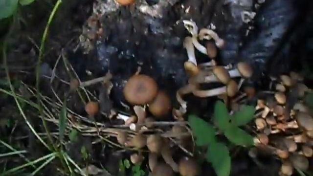 Грибы опята-пень своей мечты. смотреть онлайн