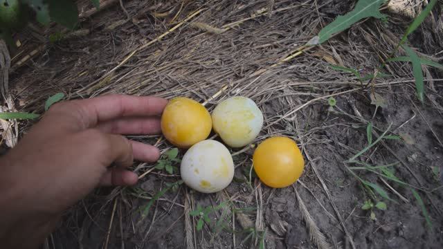 Слива Голден Плумза (Golden Plumza) - сигнальное плодоношение - Агро Сад смотреть онлайн