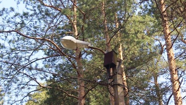 Дятел долбит в электроящик / Woodpecker hit a metal box смотреть онлайн