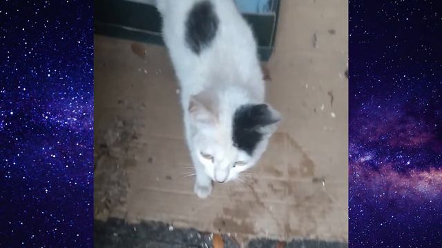 COMO EU (INDIRETAMENTE) ADOTEI UMA GATINHA смотреть онлайн