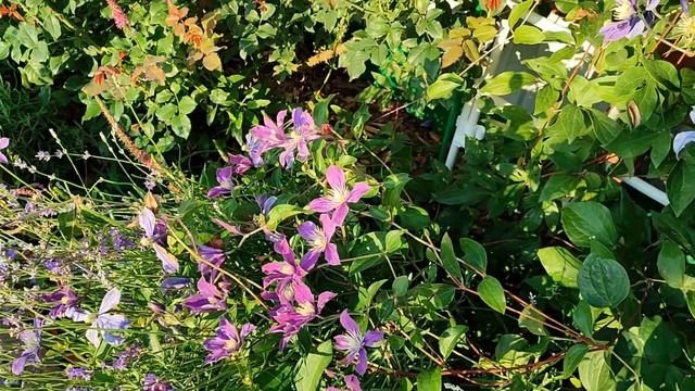 Клематисы Супер Нова, Жакмана, Арабелла? смотреть онлайн