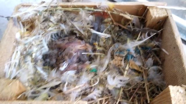 Амадины зебровые.вольное содержание и успешное разведение. смотреть онлайн