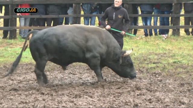 IDE BORBA KUKAN BRIZAN EDINOVA KORIDA LISKOVICA 2020 смотреть онлайн