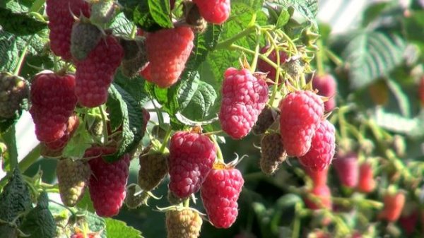 ЭТОТ СОРТ МАЛИНЫ УДИВИЛ МЕНЯ БОЛЬШЕ ОСТАЛЬНЫХ. ОБЯЗАТЕЛЬНО ПОСАЖУ НА СЛЕДУЮЩИЙ ГОД