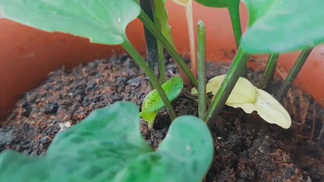 #5 20 Common and Rare Variegated Plants#caretips#facts#pinkprincess#variegatedplants смотреть онлайн