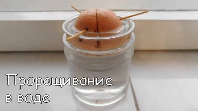 Как вырастить авокадо из косточки. смотреть онлайн