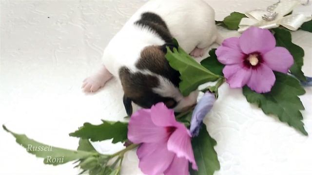 Щенки Джек Рассел терьер одна неделя смотреть онлайн