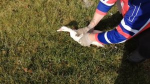 Забой Птицы(убой)/Правильный Захват при Забое Бройлеров и Уток/Как Рубить(Зарубить) с Одного Удара