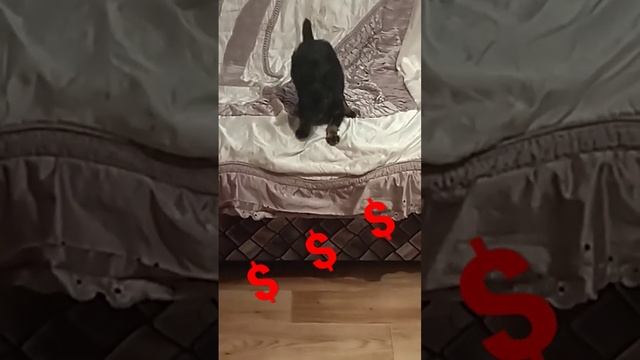 Баксик ! Красавец ! Той терьер длинношерстный ! ??????♥️ смотреть онлайн