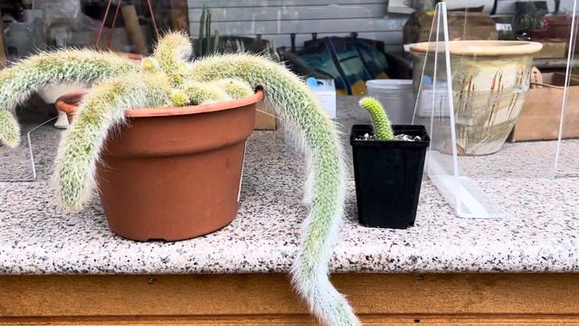 Hildewintera Colademononis "Monkey Tail Cactus" смотреть онлайн