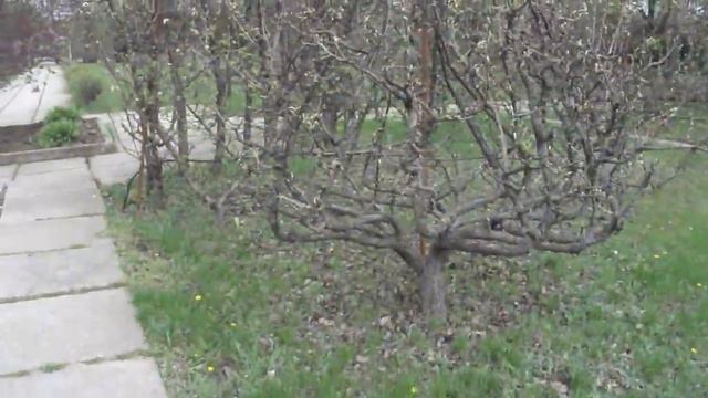 Ботанический сад ( Кишинёв ) . Дерево в виде купола . смотреть онлайн