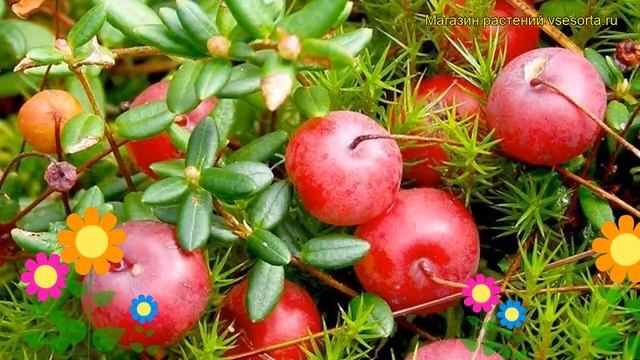 Клюква крупноплодная МакФарлин. Краткий обзор, описание характеристик vaccinium macrocarpon McFarli смотреть онлайн
