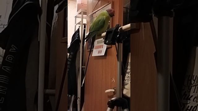 Сливоголовый попугай Салор Plum-headed parakeet Salor смотреть онлайн