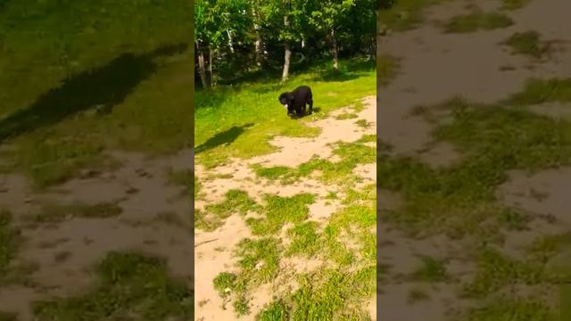 Ян Сонг Мистик Рейнджер , тибетский мастиф