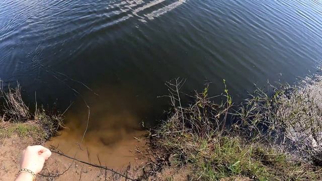 Майская рыбалка кастинговой сеткой с большим кольцом... На пожарить наловили????? смотреть онлайн
