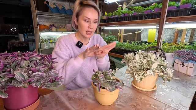 ОЧЕНЬ КРАСИВАЯ ТРАДЕСКАНЦИЯ. смотреть онлайн