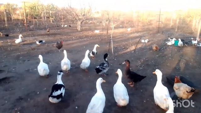 ОЧЕРЕДНОЙ ПОХОД В МАГАЗИН С ПЕРСИКОМ И НАЙДОЙ ???? смотреть онлайн