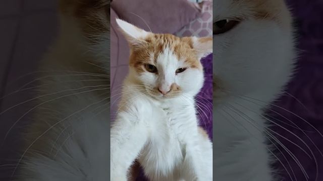 Моему Котику Тому Плохо,Щека Опухла ?? смотреть онлайн