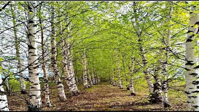 ПЕСНЯ!"ПЛАТОЧЕК"🌺 ДРУЗЬЯ!ПОЕМ!🎵ВСЕ!ВМЕСТЕ!😊ОБЪЕДИНЯЕМ!ПЕСНЕЙ🎵 ВЕСЬ МИР!🌍FRIENDS!EAT! ALL!TOGETHER! смотреть онлайн