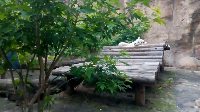 Московский зоопарк 2017 смотреть онлайн